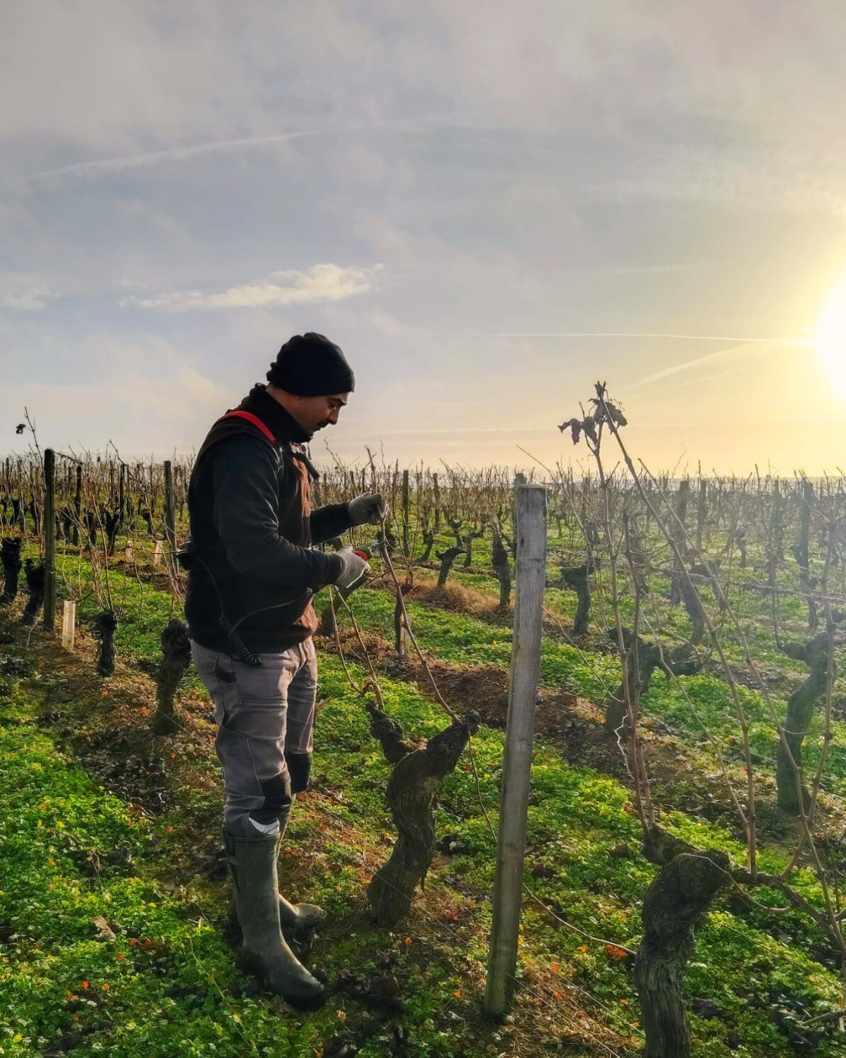Sylvain Champigny, vigneron de Chinon AOP, à la taille de la vigne au Domaine de Lallay